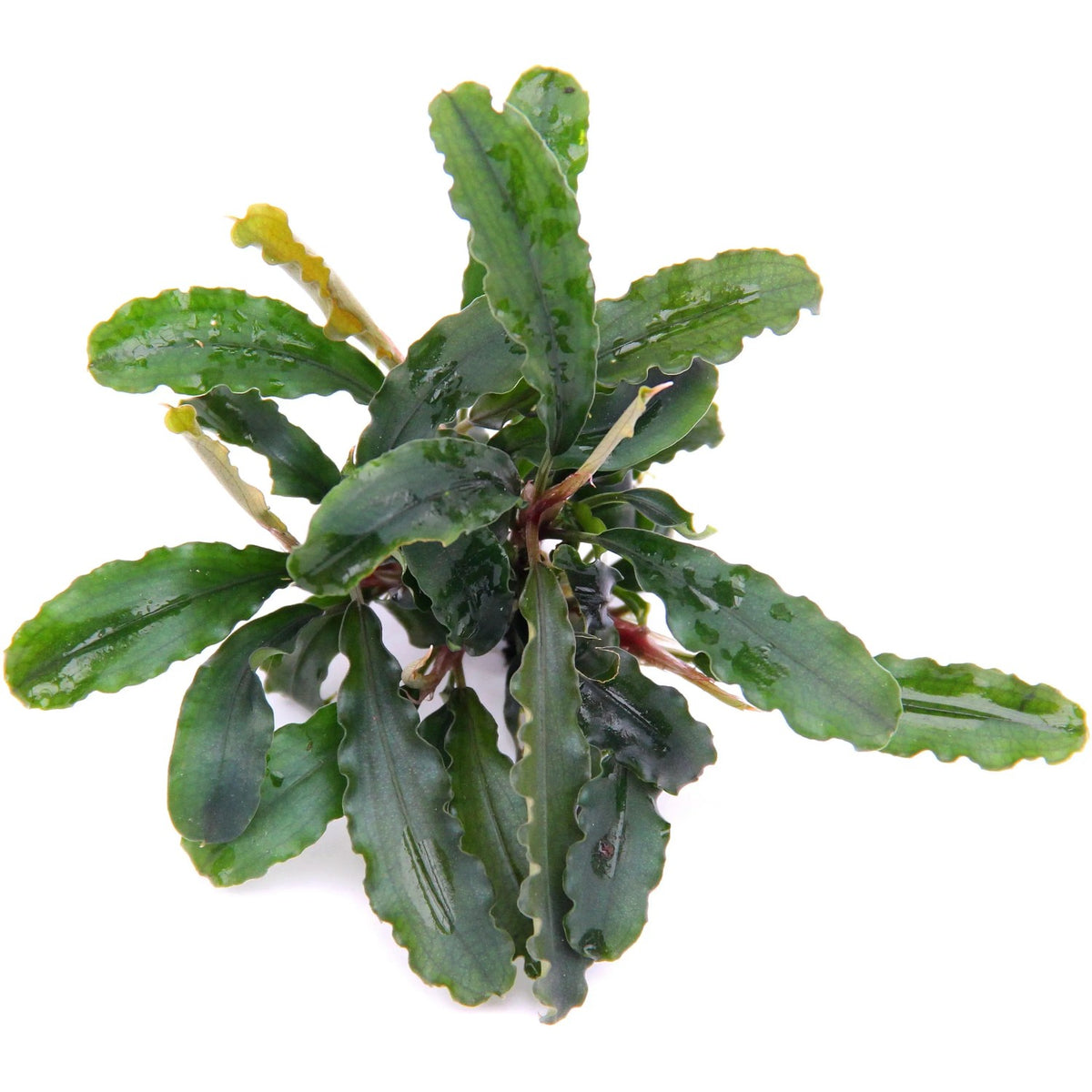 Bucephalandra sp. "Wavy Green" - lose